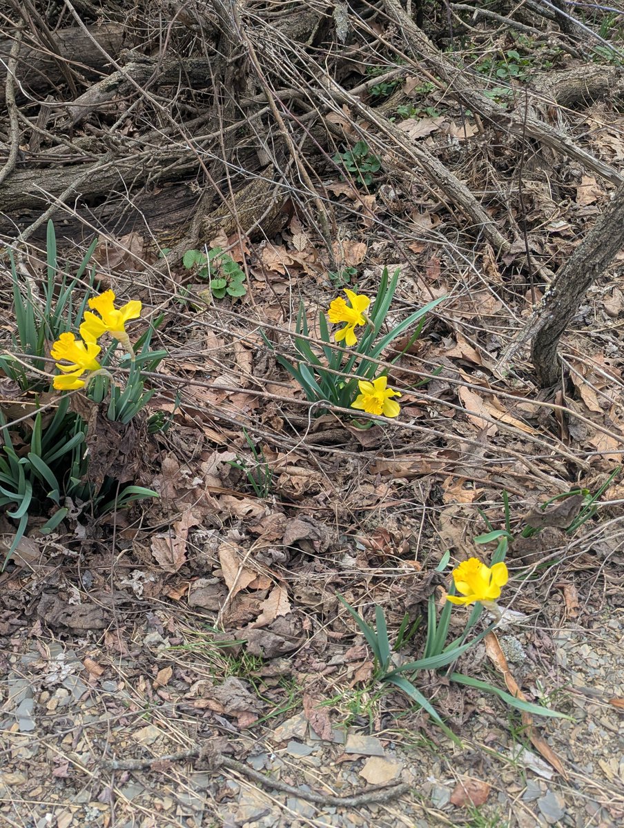 janb29's tweet photo. Springtime finally. Just really cold nights yet. 🌱🌼 ☀️ 🐦 https://t.co/EY6Vf8Hk4m