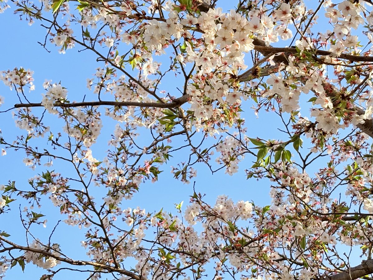 kaniolive's tweet photo. おはようございます
今朝は雨が降ってるよ☔
桜が散ってしまうね🌸 https://t.co/ZSkbNzsZhd