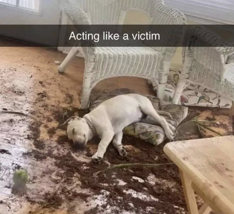 el negro italia tweet media