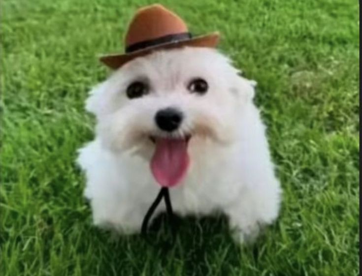 Space Wing ★ tweet media