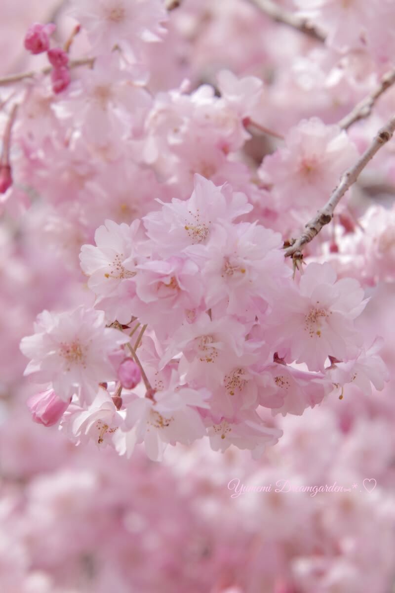 夢美🎀*˘◡˘* ˚·̩̩̥˚̩̥̩̥*̩̩͙🌸 tweet media