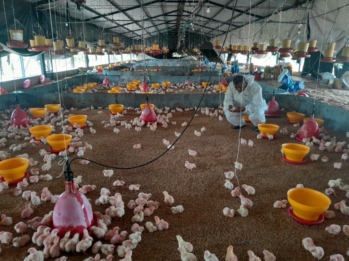 #Manabí | 🐔 Realizamos seguimiento cuarentenario de aves importadas desde Colombia, con el objetivo de prevenir riesgos sanitarios y proteger la avicultura nacional. 

📍 Sitio Los Bajos del Camarón, cantón Montecristi. 

#PrevenciónSanitaria