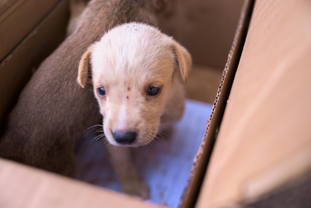 Rescate que salva vidas.🫶🏻🐾

Agentes del <a href="/CAMSanSalvador/">CAM San Salvador</a> encontraron dos cachorritos abandonados. De inmediato, la Unidad de Bienestar Animal de la Secretaría de <a href="/MujerYFamiliaSS/">Secretaría de la Mujer y Familia de San Salvador</a> los puso a resguardo en el refugio de Zona 3.

Luego recibirán atención veterinaria correspondiente.