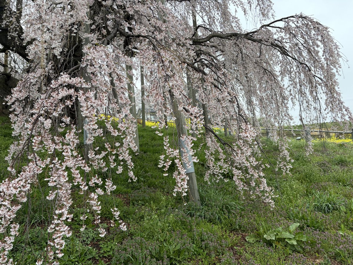 miharu_kankou's tweet photo. 🌸三春滝桜🌸
4月10日(金) 　6：30頃　 雨☂️

満開

#三春滝桜 #滝桜 #満開 #福島県三春町 https://t.co/zrpiueEha3 https://t.co/D6PVO4zn4y