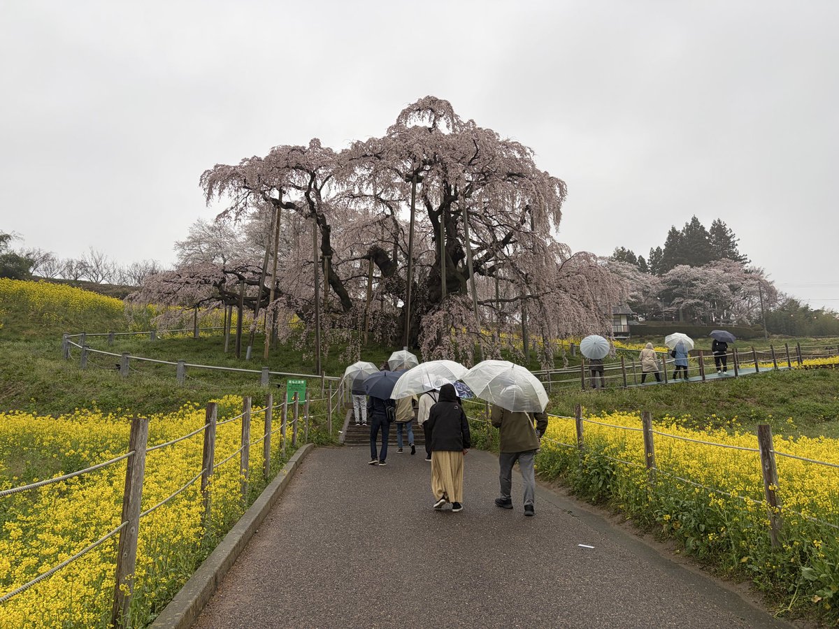 miharu_kankou's tweet photo. 🌸三春滝桜🌸
4月10日(金) 　6：30頃　 雨☂️

満開

#三春滝桜 #滝桜 #満開 #福島県三春町 https://t.co/zrpiueEha3 https://t.co/D6PVO4zn4y