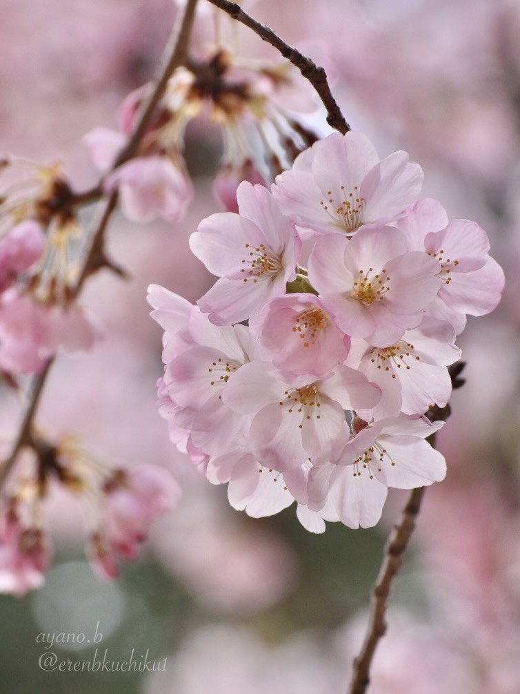 『願はくは  花の下にて春死なむ 
その如月の  望月のころ』

「一番美しい時期の桜の下で満月の夜に死にたい！」
という、西行法師の桜愛あふれる歌です

(<a href="/mkassyya/">かしみち</a> さんに勧めていただいた歌です)