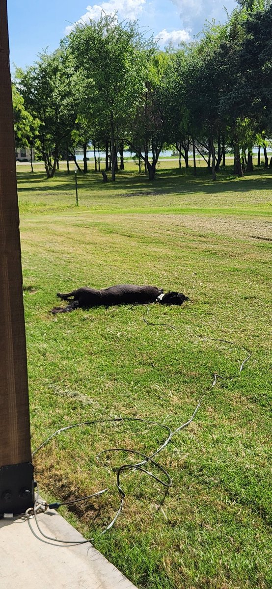 rrdeleon99's tweet photo. #lazydog
#rufflife https://t.co/qC4MVJwu4n