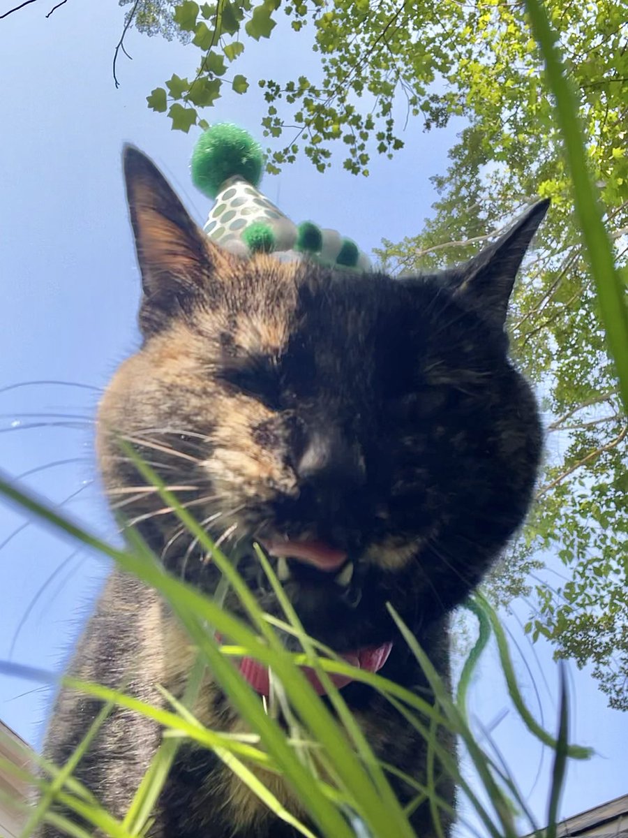 patchie pie 🥧 tweet media