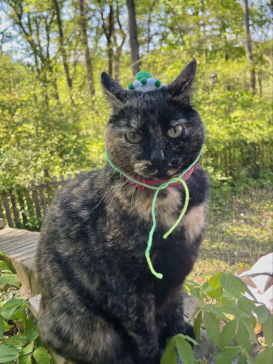 patchie pie 🥧 tweet media