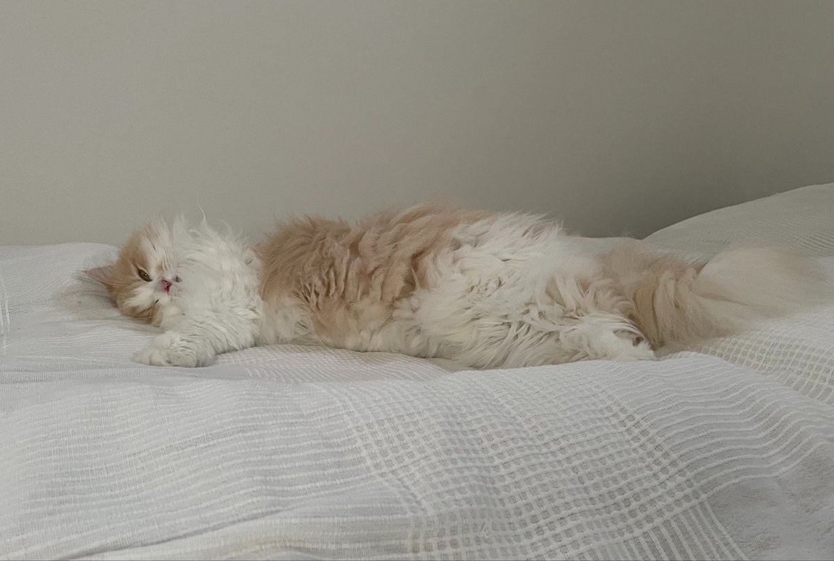 ミーナ＆ウナ tweet media