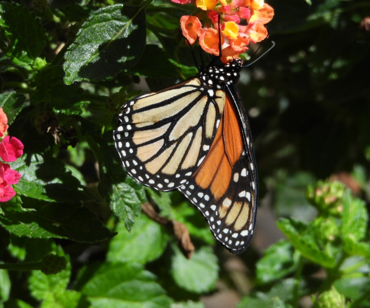 coltext's tweet photo. Colin's Nature Diary: Madeira Day 1 https://t.co/GeL29lzJDW https://t.co/hWvY6Cu0ij