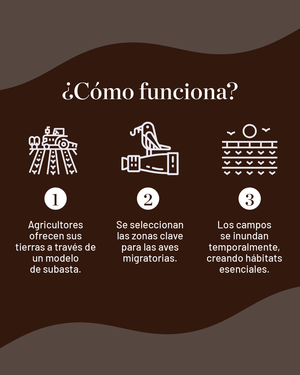 TNCLatinAmerica's tweet photo. Un enfoque innovador: crear hábitats cuando las aves migratorias más lo necesitan 🐦

Con #BirdReturns, y en alianza con Migratory Bird Conservation Partnership, combinamos ciencia y colaboración para actuar cuando se necesita ¿Humedales temporales? Revisa https://t.co/9IVVecQXG4 https://t.co/oFvrFM0Zp8