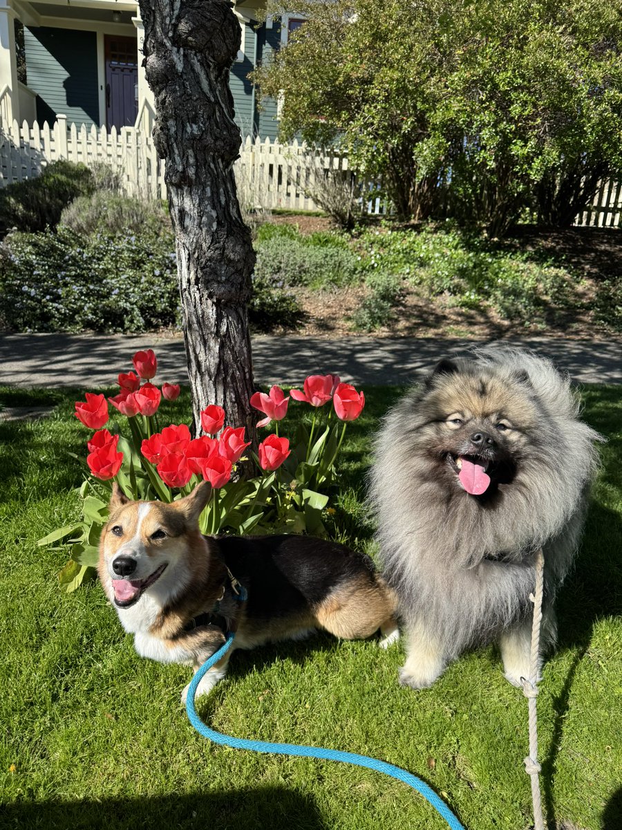 ᴘᴀᴠʟᴏᴠ ᴛʜᴇ ᴄᴏʀɢɪ tweet media