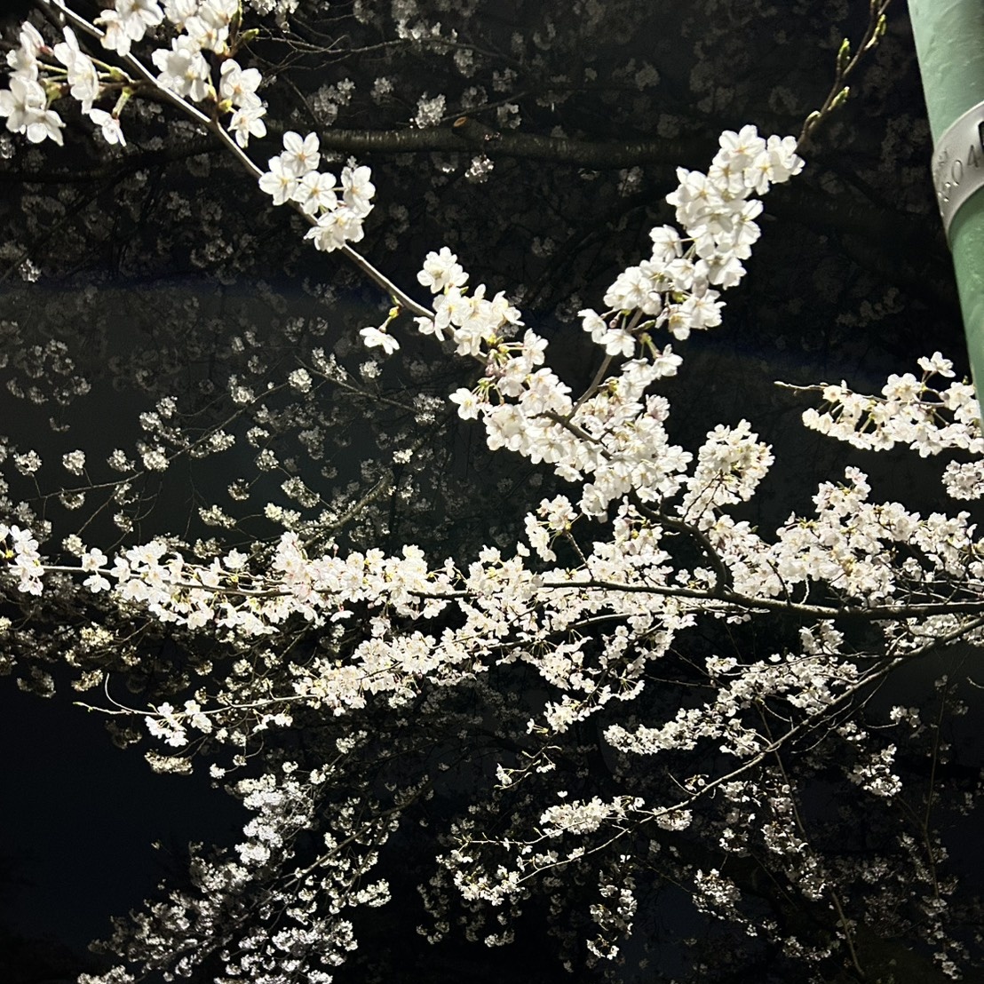 たけ💤 tweet media