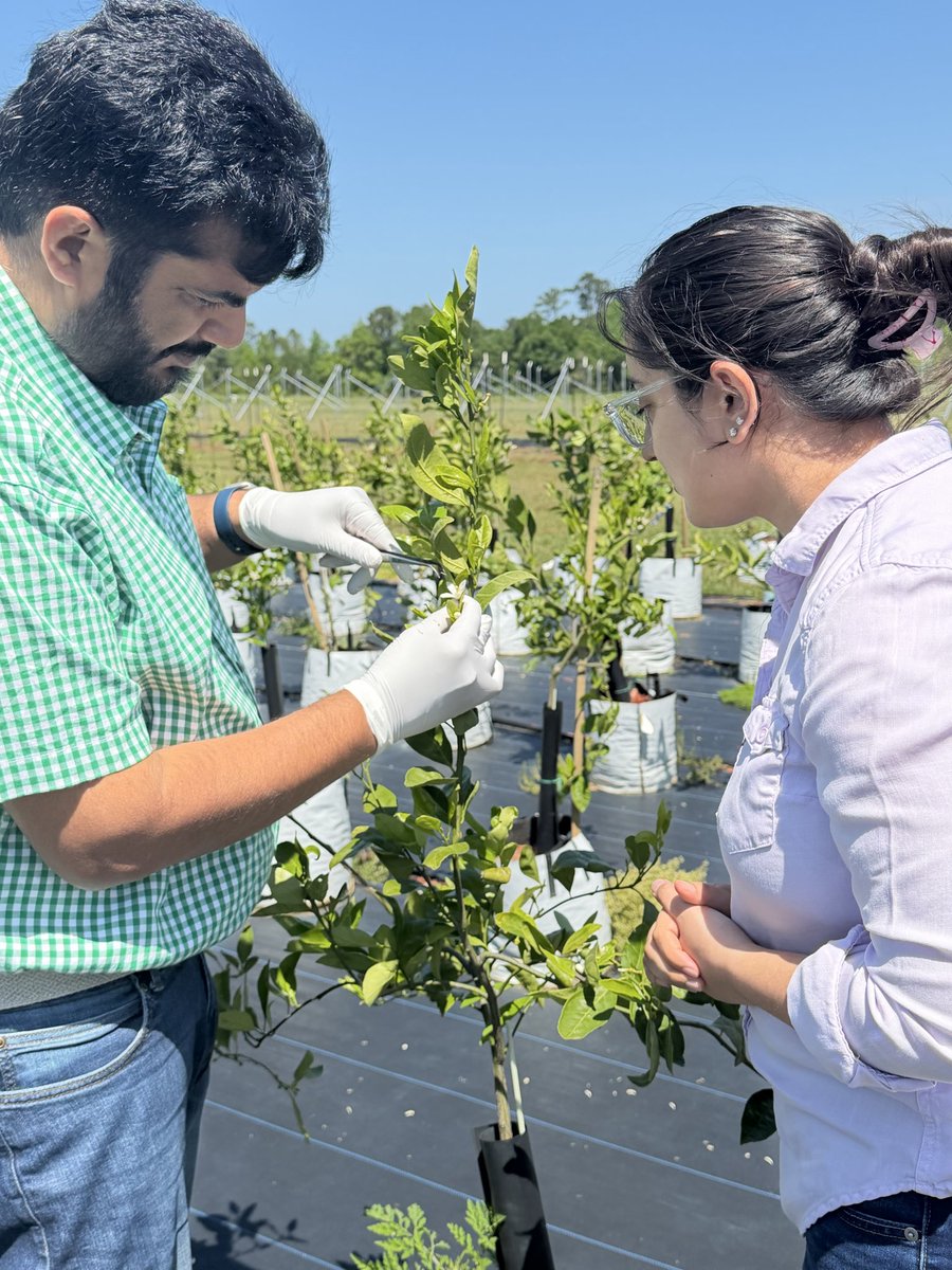 FruitPhysiology's tweet photo. Dr. Shahid demonstrates emasculation and crossing techniques in citrus to students in a field setting to study pollen viability.@ufhorticulture @ufifasnfrec https://t.co/p4SYrfFtv5