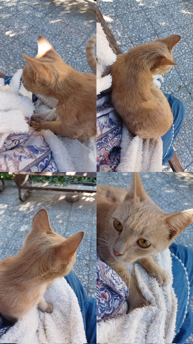 آلاء اتخرجت tweet media