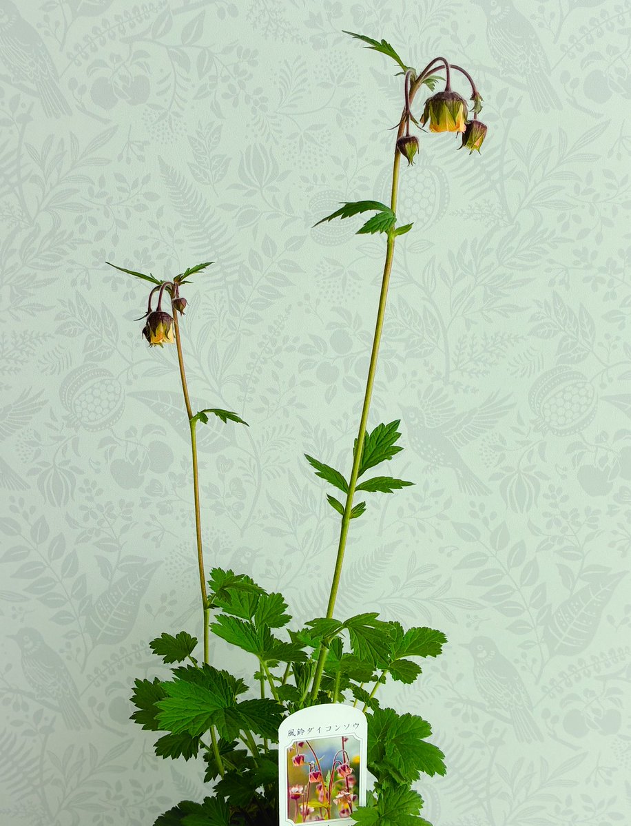 ちぇりこ tweet media