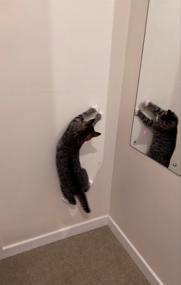 しゃも&あずき先生&うずらまめ姉妹 tweet media