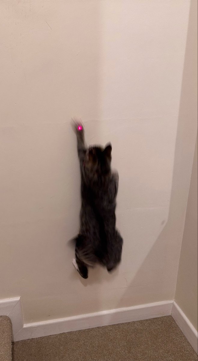 しゃも&あずき先生&うずらまめ姉妹 tweet media