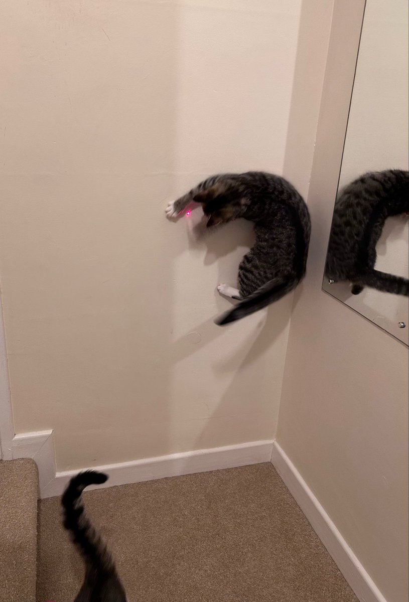 しゃも&あずき先生&うずらまめ姉妹 tweet media