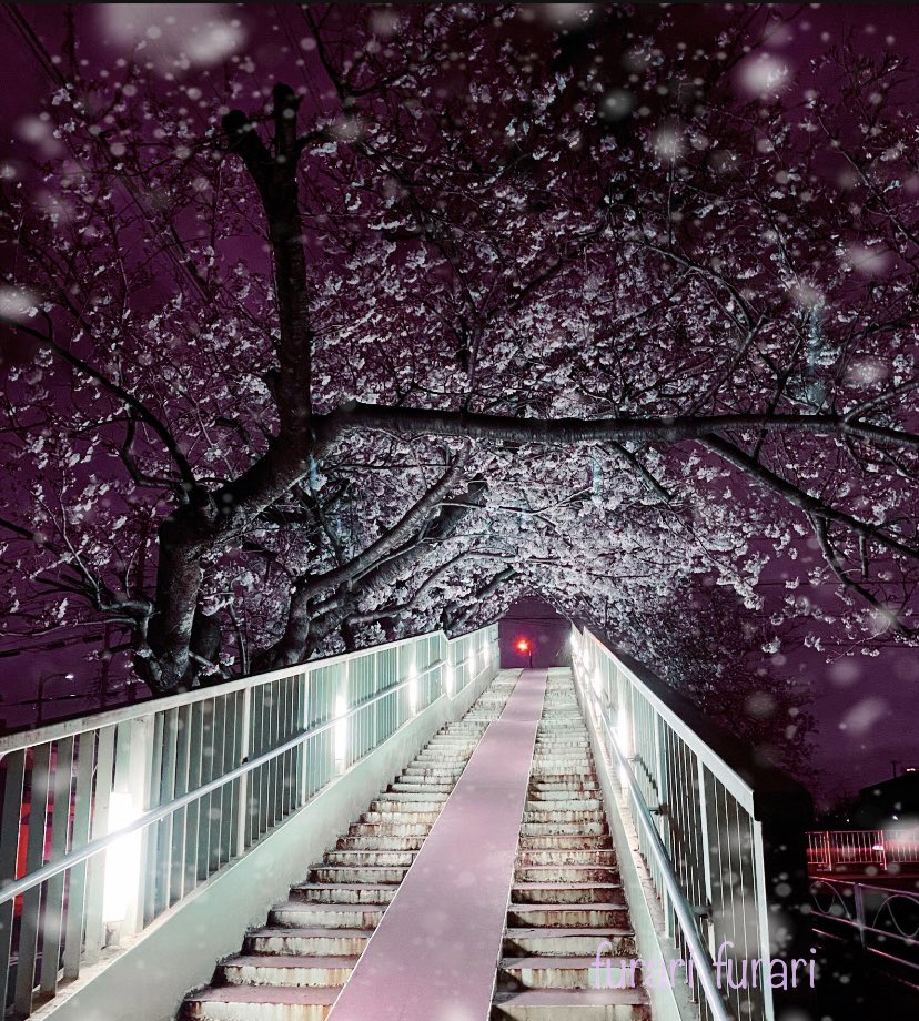furarifu's tweet image. おはようございます🌸
　　
　　　おそらく　今だけ
　　　　日本1 美しい
　　　　　　　　歩道橋
　　　　
#桜　#cherryblossam #japan #写真　#photo