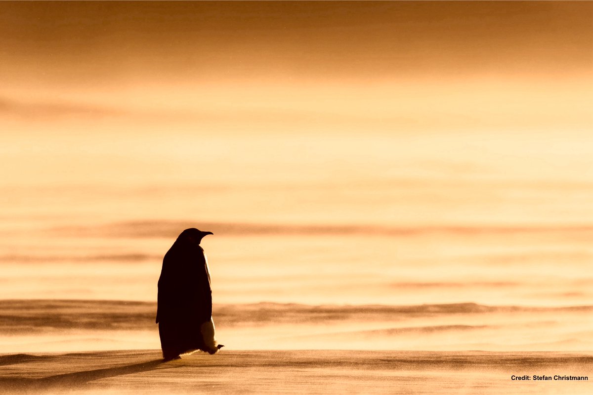 DrTOMontgomery's tweet image. #Antarctica

“I may be some time”

Warming waters around Antarctica mean krill is disappearing.

Starvation—and chicks freezing to death on melting sea ice—are making survival impossible for Emperor penguins.

🧵1 of 2