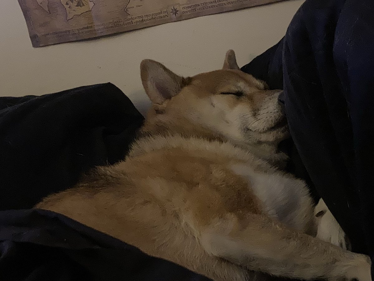 berethian's tweet image. Well SOMEONE is comfy.

#shibainu #pupper