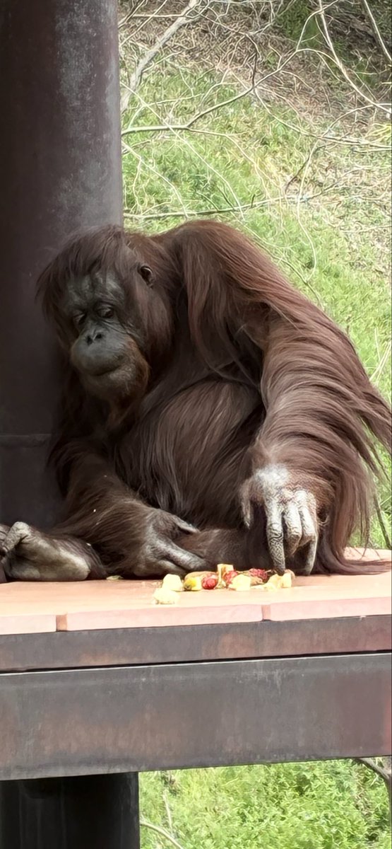 ともち tweet media