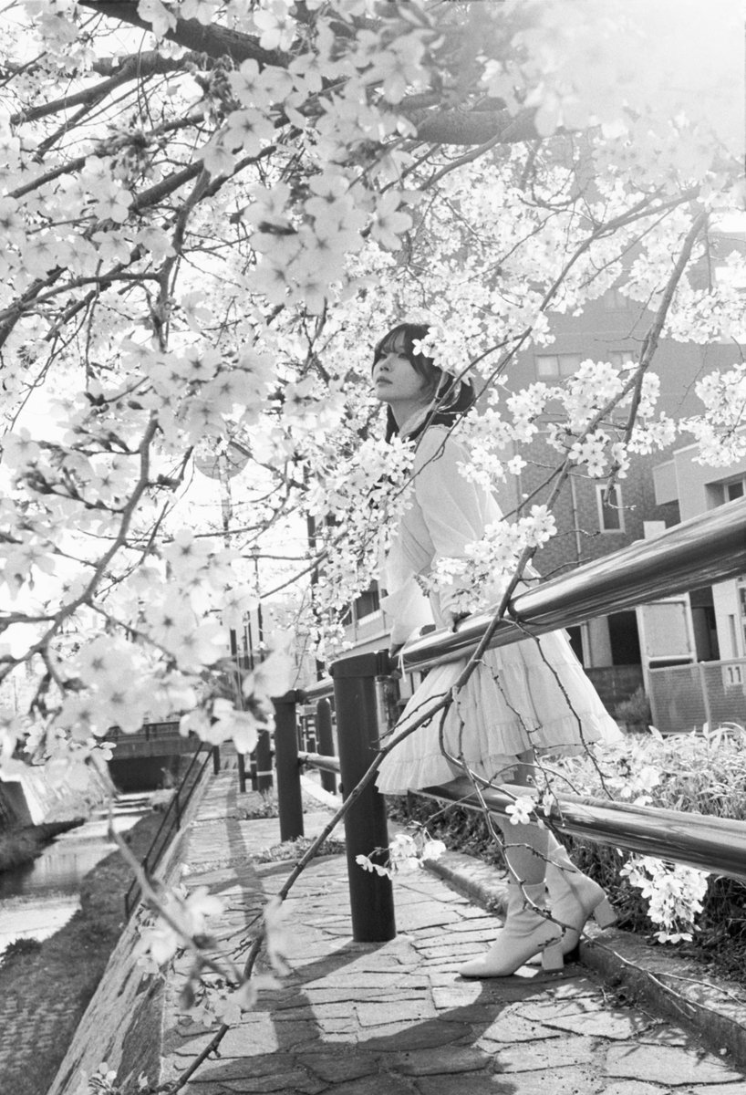 daidai634's tweet photo. cherry blossoms rain
.
model: #tomo (@tomo159512)
#photty #橙寫眞 https://t.co/7Gi1RchPsQ