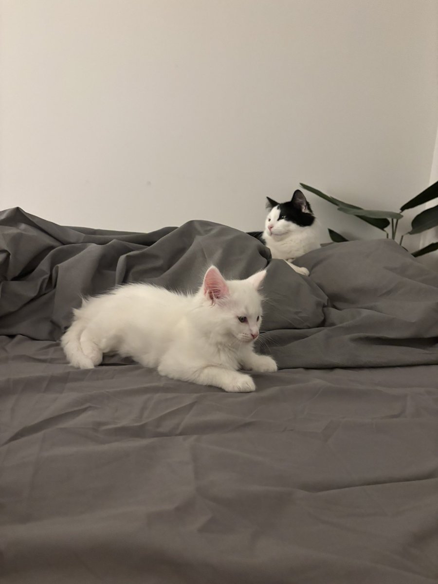Doki_R6's tweet image. Welcome to the family Casper 🐈 👻