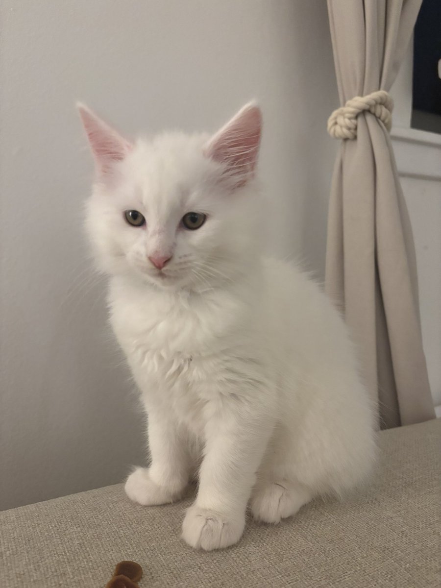 Doki_R6's tweet image. Welcome to the family Casper 🐈 👻