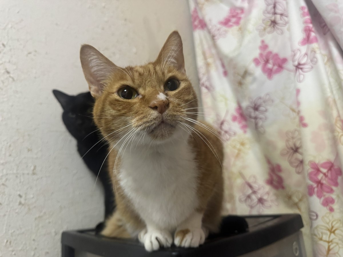 多幸🐈プロフ見てね🐈‍⬛固定ポストは拡散希望🐾 tweet media