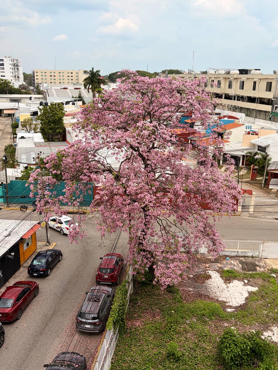 En esta primavera las flores de mayo serán para tiiiiiii 🌸