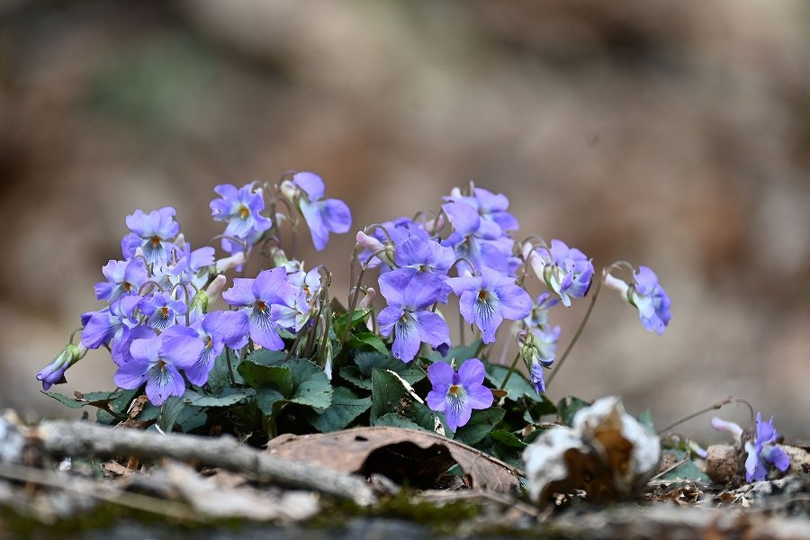 makokuni tweet media
