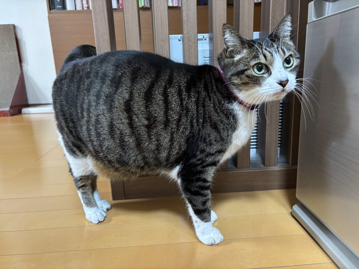 おはようございます\( 'ω')/ちょいポチャなハチミツかわいいさん