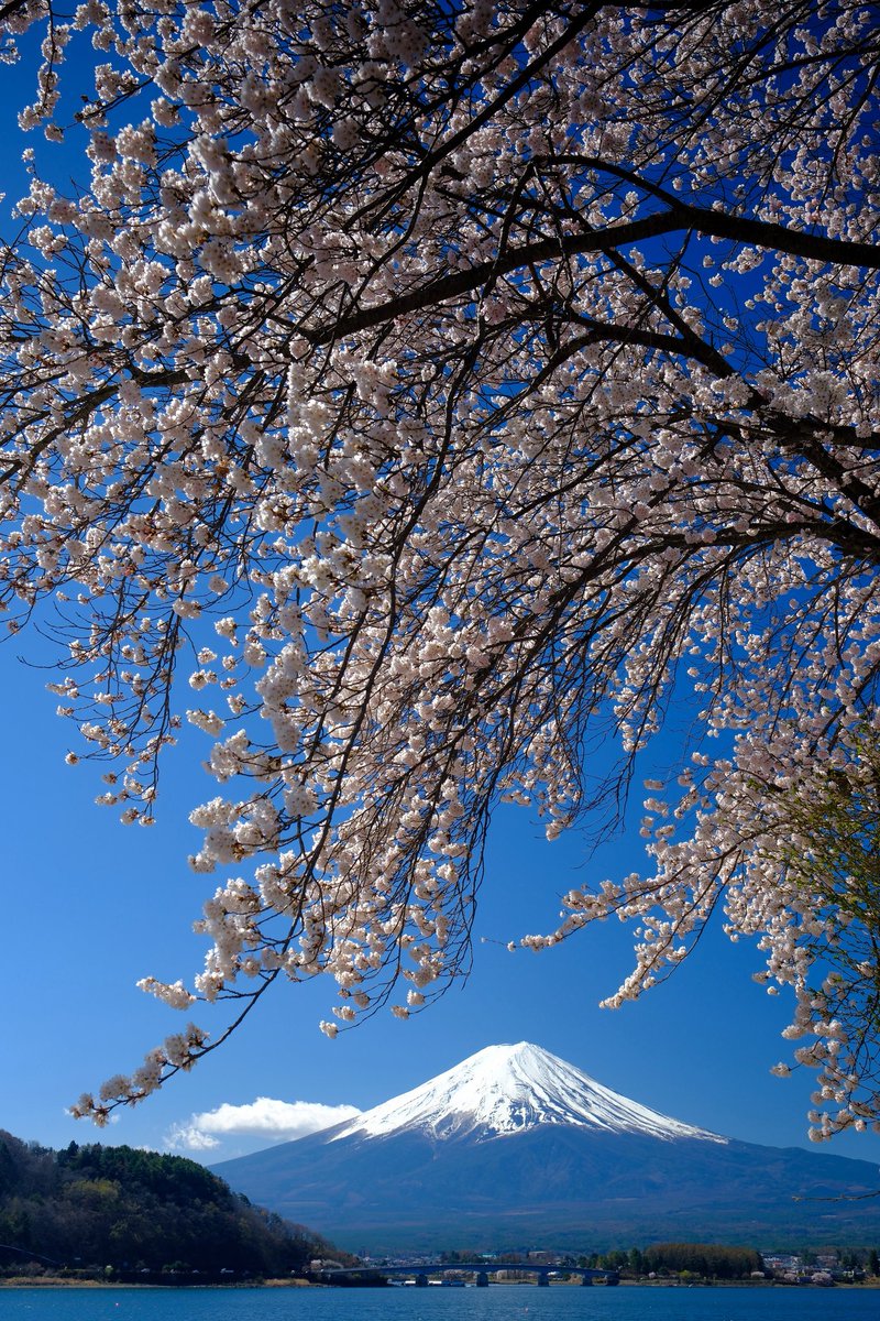 OKうえだ tweet media