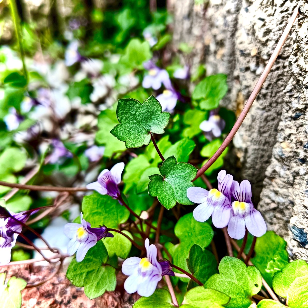 おはようございます☁🕷️
都内は今の所曇り空☁これから強い南風と共に雨の予報です☔
関東沿岸は高波に注意⚠️
夜には横殴りの雨になりそうなので大きな傘を持参☂️ちょっとストレスだけど、そうゆう日もあるね🤷
明日は汗ばむような晴天らしいので今日だけ辛抱🙎
皆様、今日も良い一日を！😊