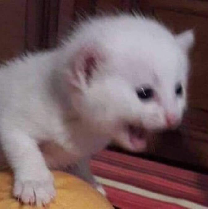 kian⁷, 🪭 VAI VER O BTS (@kookminson) on Twitter photo 