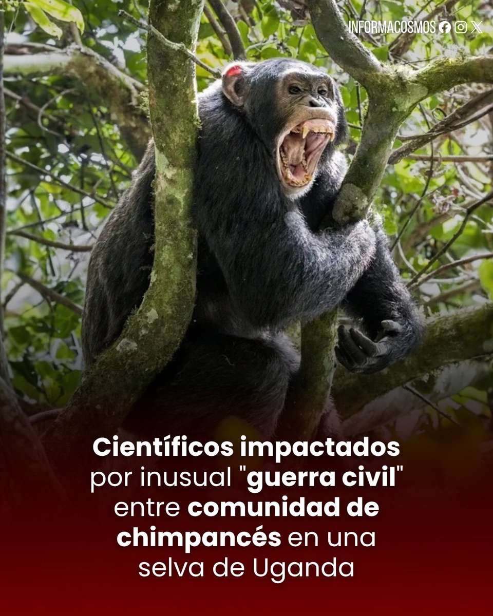 Informa Cosmos tweet media