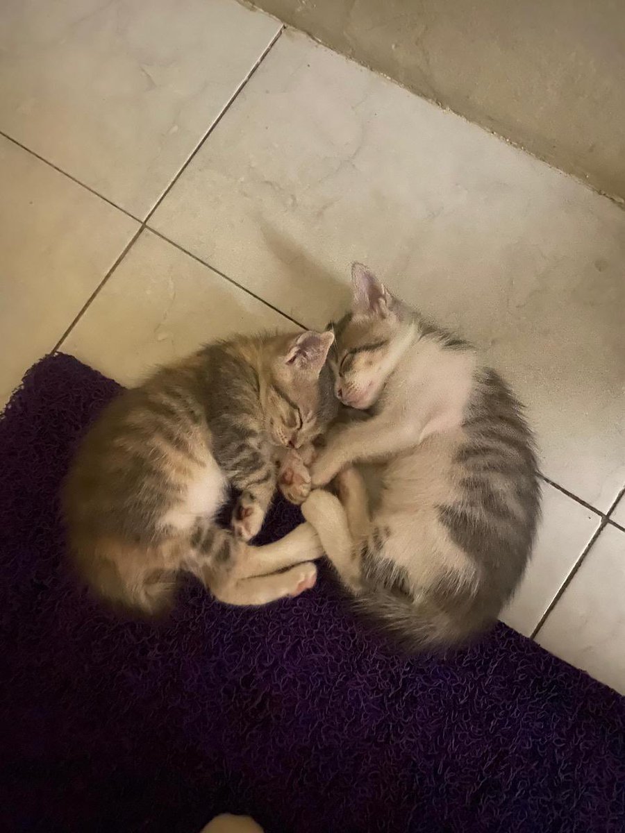 akun racun tweet media