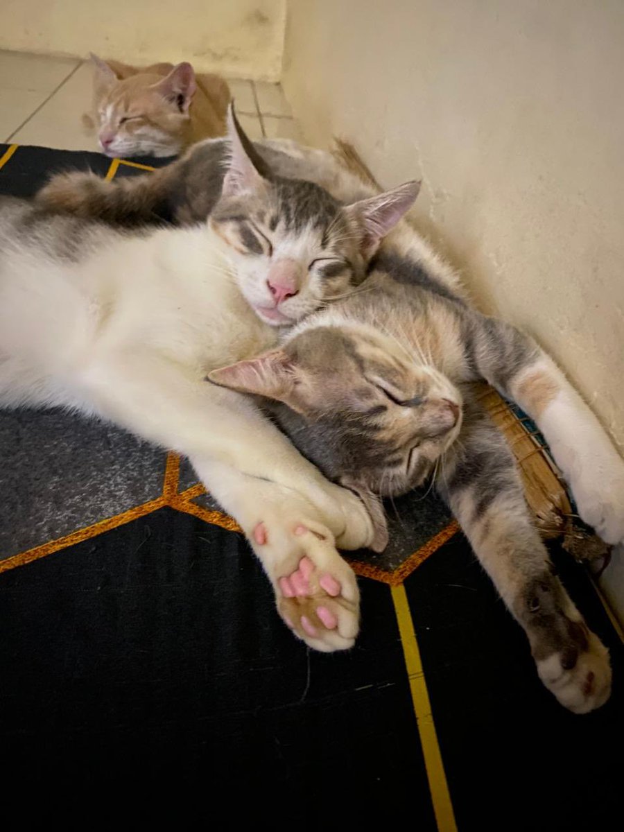 akun racun tweet media