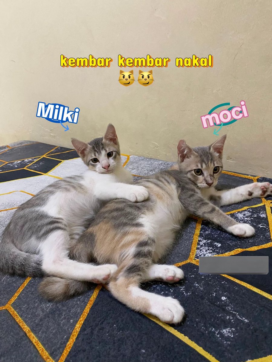 akun racun tweet media