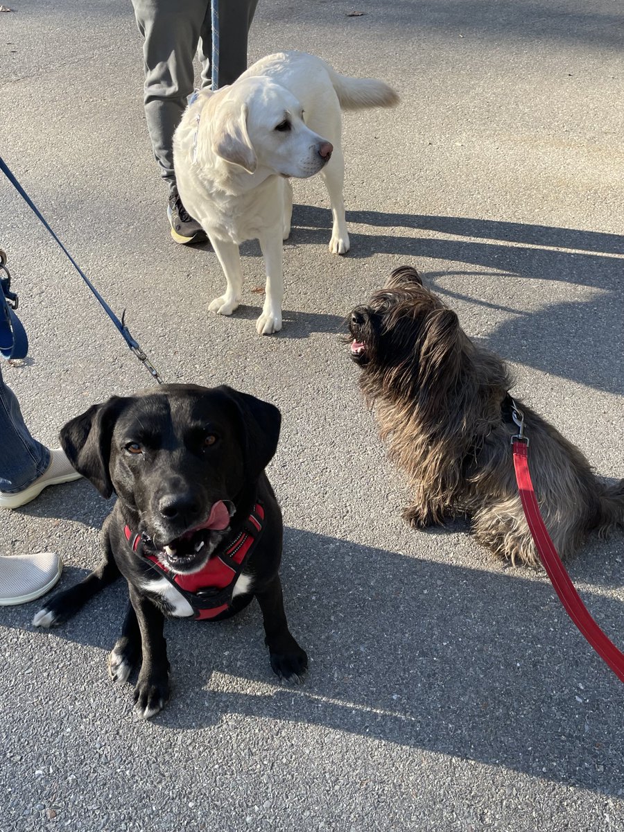 Welly the unstoppable bean machine tweet media