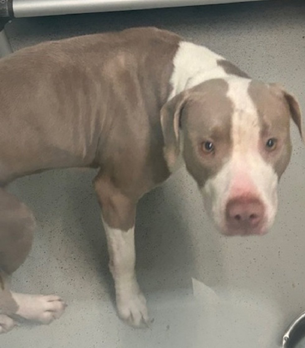 MyBoxerLuvMac1's tweet image. 💔April💔
#NYCACC #250487 2y
▪️Kill Command 
#RescueOnly

Precious sweetie's💔, arrived stray w another dog, March #250488, poss sibling.
Terrified, defensive, seeks exit, remains @ back of cell.
Able 2 be leashed, starting 2 solicit comfort.
Needs loving, N.East #Foster, 4