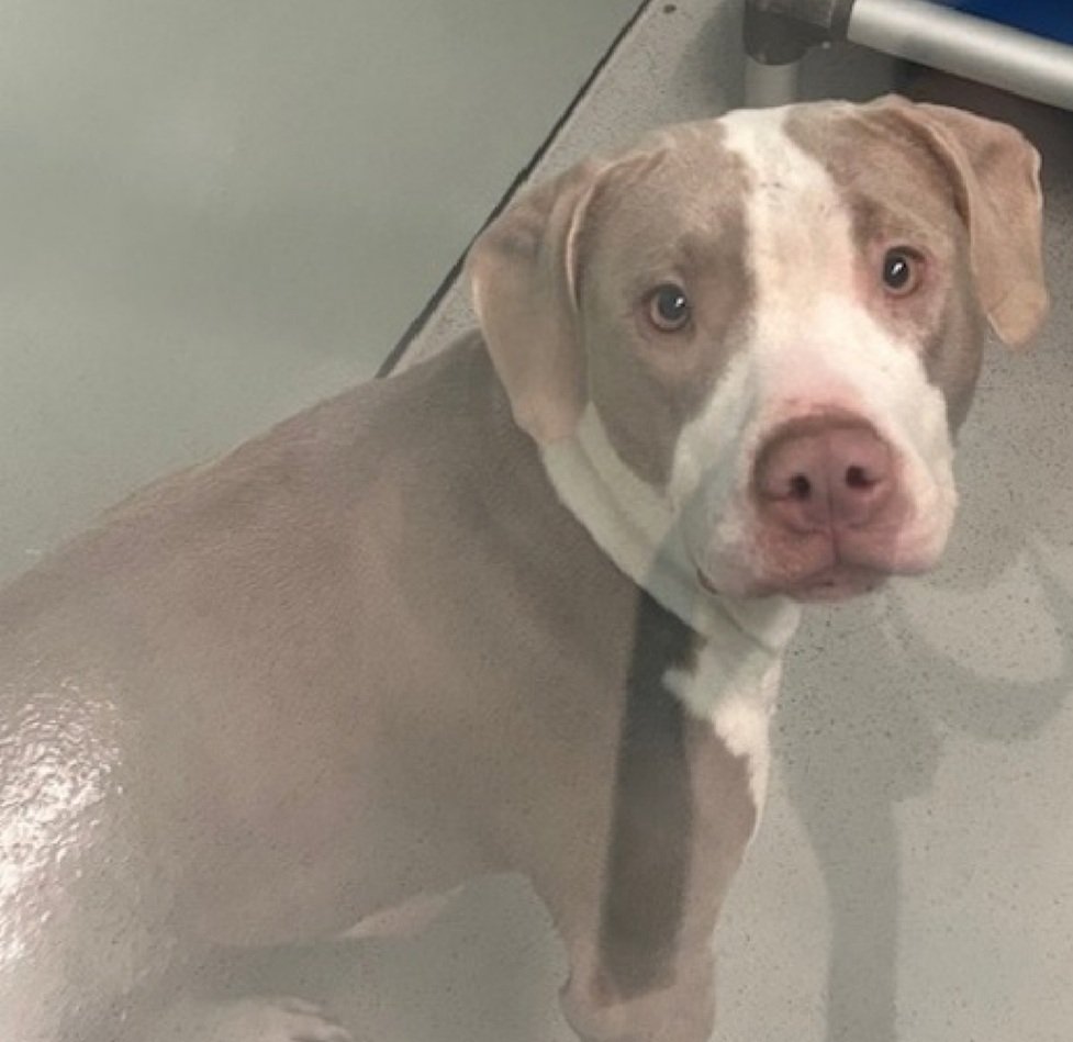MyBoxerLuvMac1's tweet image. 💔April💔
#NYCACC #250487 2y
▪️Kill Command 
#RescueOnly

Precious sweetie's💔, arrived stray w another dog, March #250488, poss sibling.
Terrified, defensive, seeks exit, remains @ back of cell.
Able 2 be leashed, starting 2 solicit comfort.
Needs loving, N.East #Foster, 4