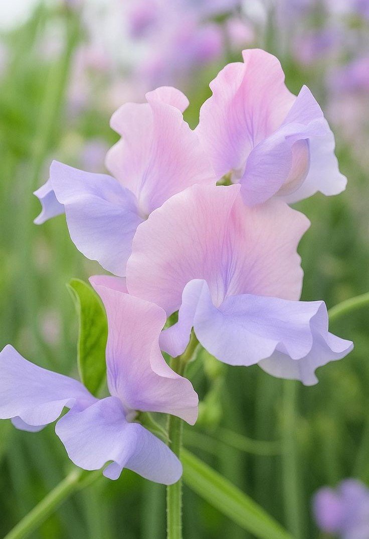 うーちゃん　(୨୧ᴗ͈ˬᴗ͈)♡感謝 tweet media