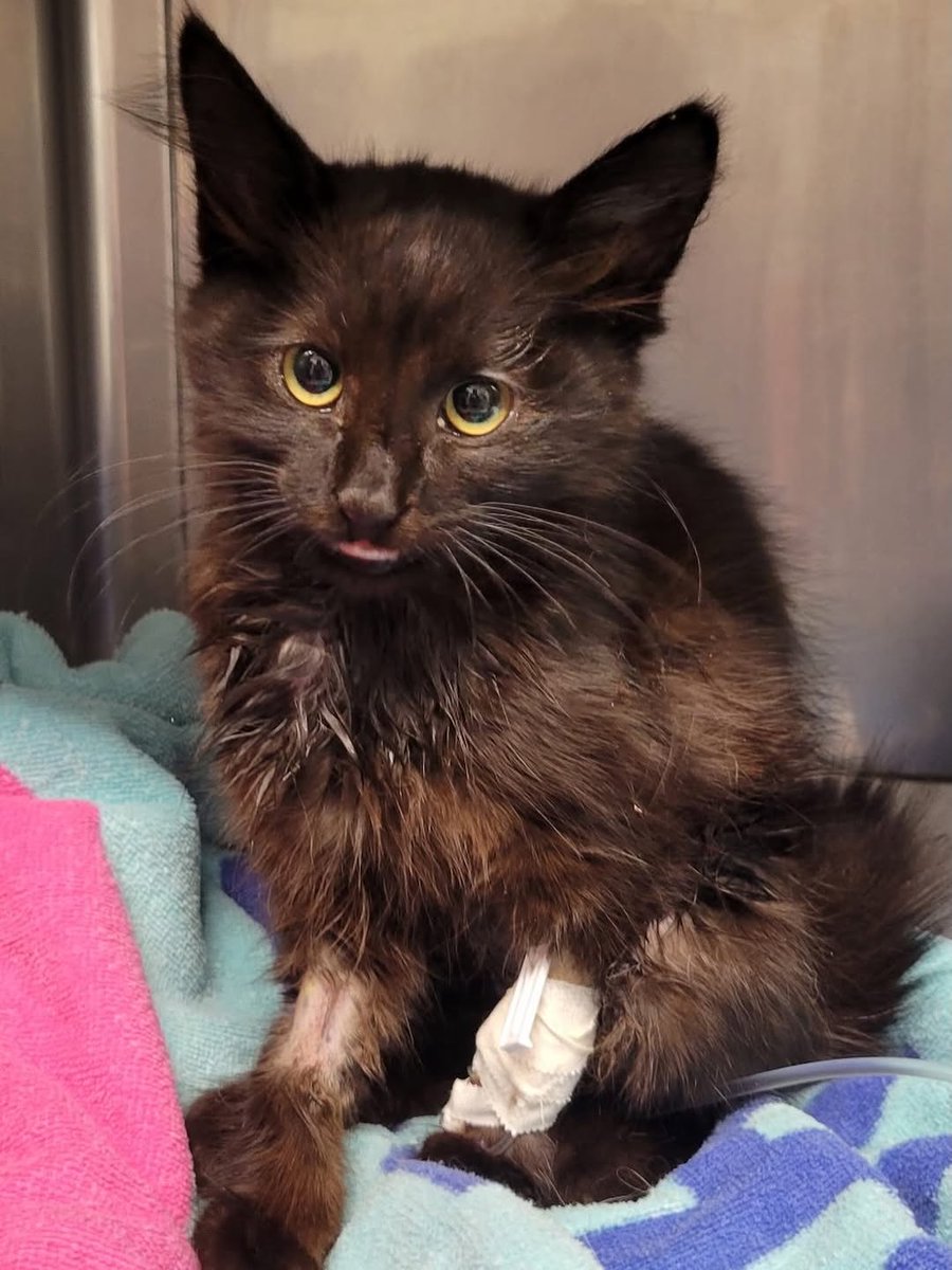 Emergency Surgery Needed for Xena 🆘

We have to start the week with an alarming situation because Sweet baby Xena is fighting for her life right now.

Xena is at the emergency vet right now, awaiting surgery. The estimate for her surgery and hospitalization is $5,726.00 .