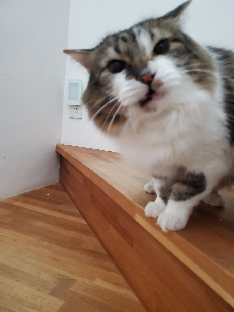 ねこのひと的な(chicory) tweet media