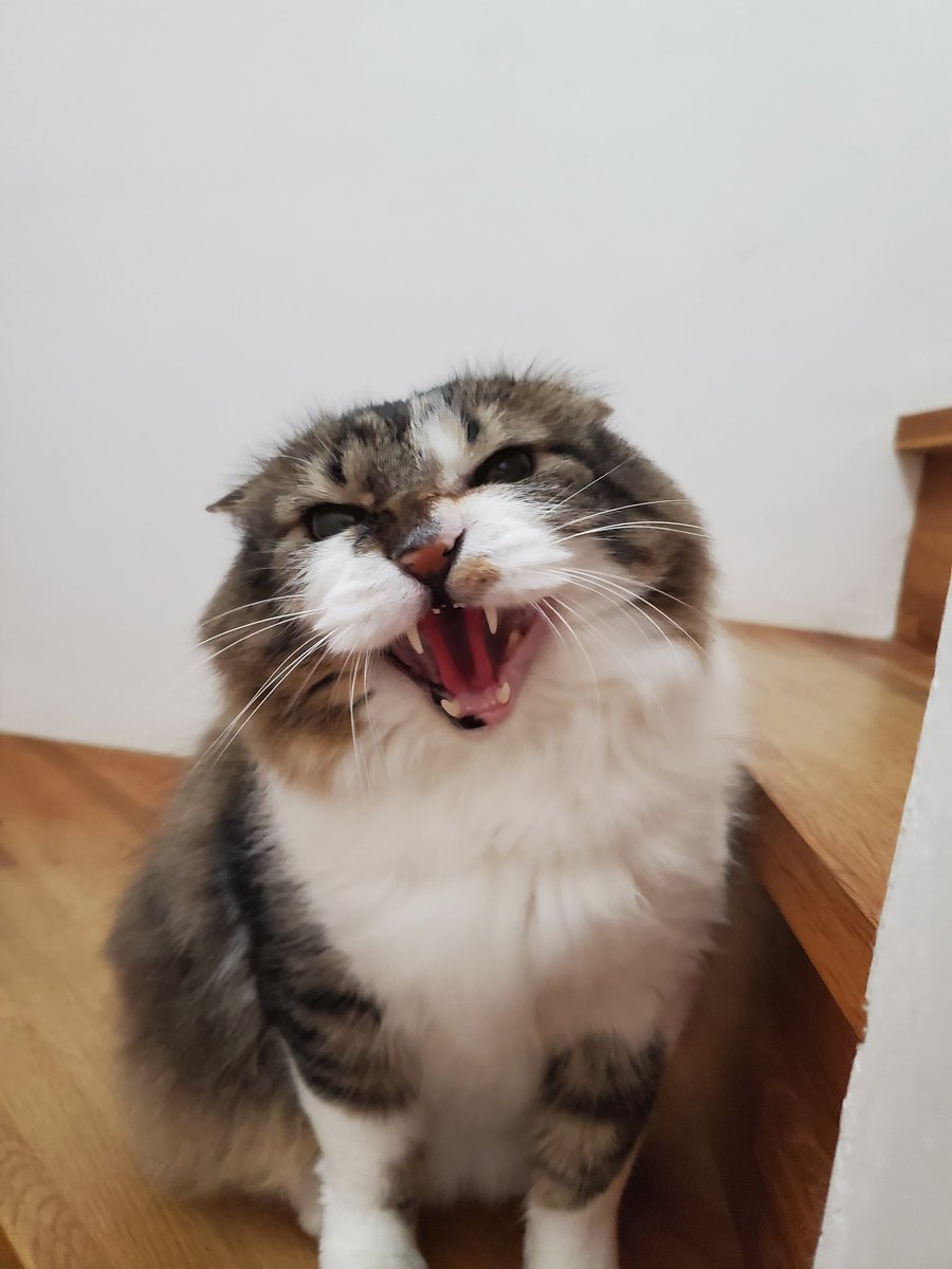 ねこのひと的な(chicory) tweet media