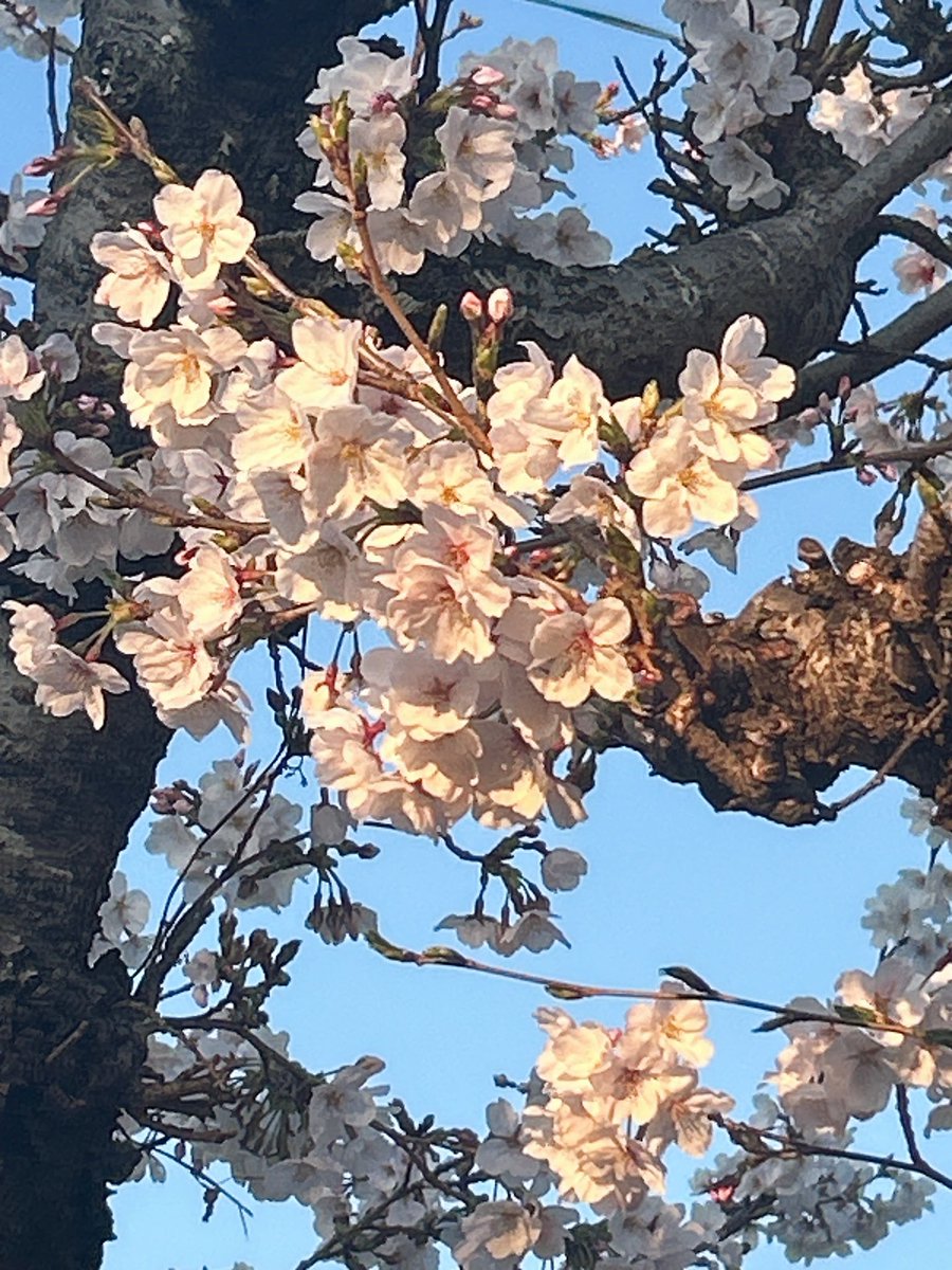 伊織良 士門 tweet media